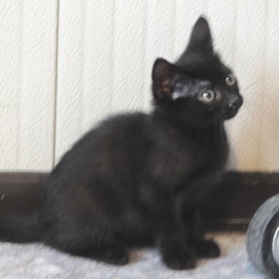 Giacobbe - Cagliostro