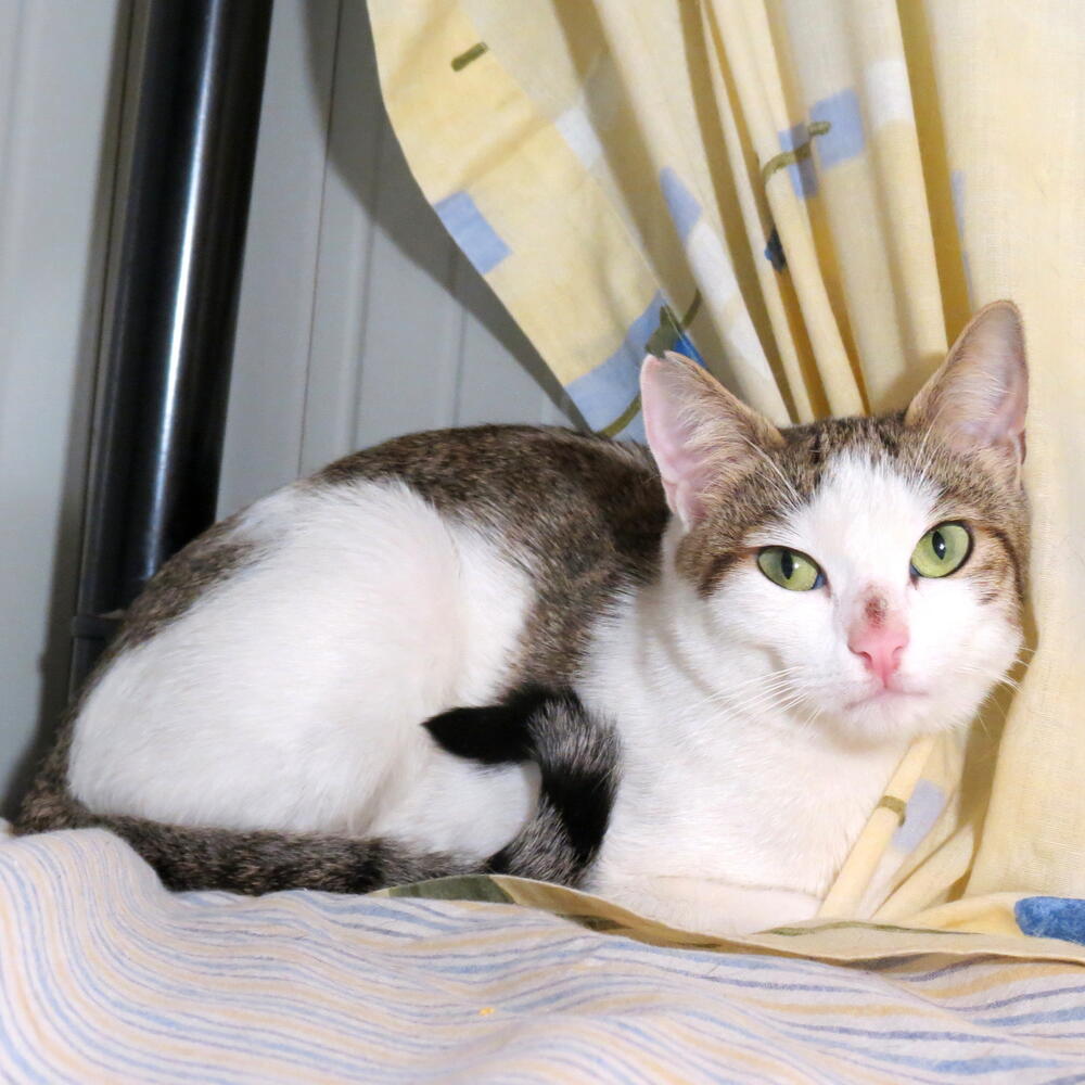 Perla