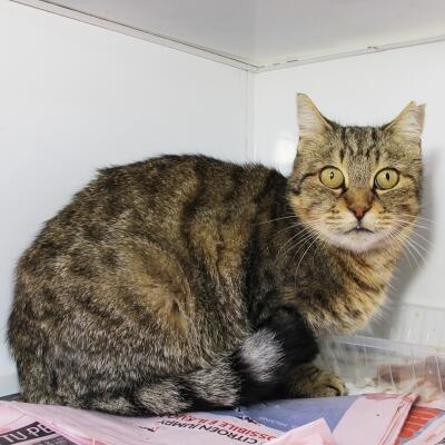 Rosetta II Rosetta II