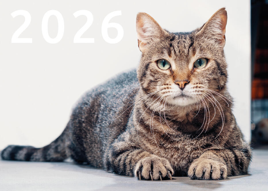 Calendario 2026, 12 mesi con noi nel cuore