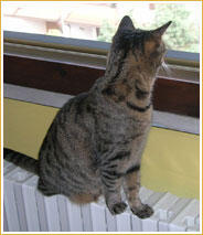 Antonietta Antonietta