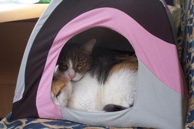 Jana e Felipe Jana e Felipe