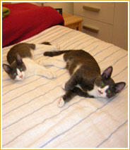 Fred & Ginger Fred & Ginger