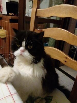 Pannocchia Pannocchia