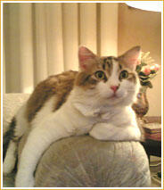 Toby & Tommy Toby & Tommy