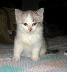 Puccio Oreste Puccio Oreste