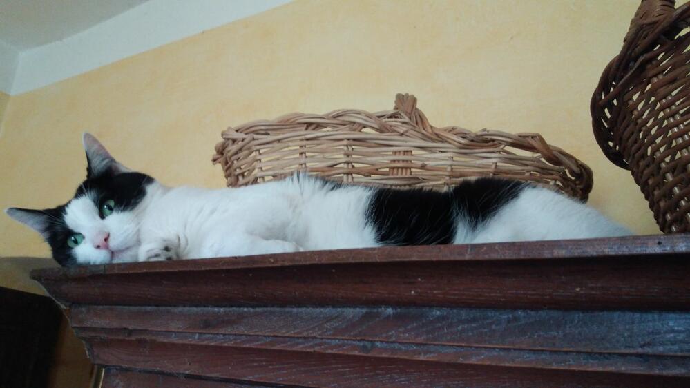 Bartolomeo Bartolomeo