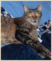 D'Artagnan e Pidocchio