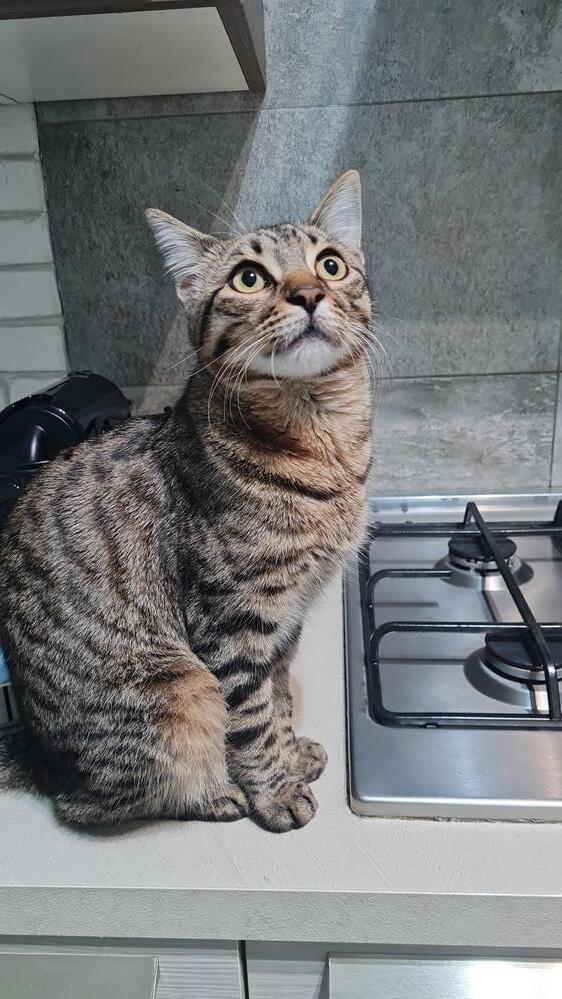 Balia.... per caso,amore per sempre