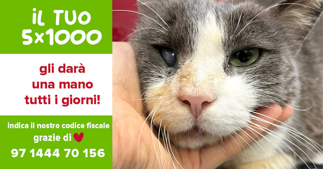 Dona il 5x1000 a Mondo Gatto