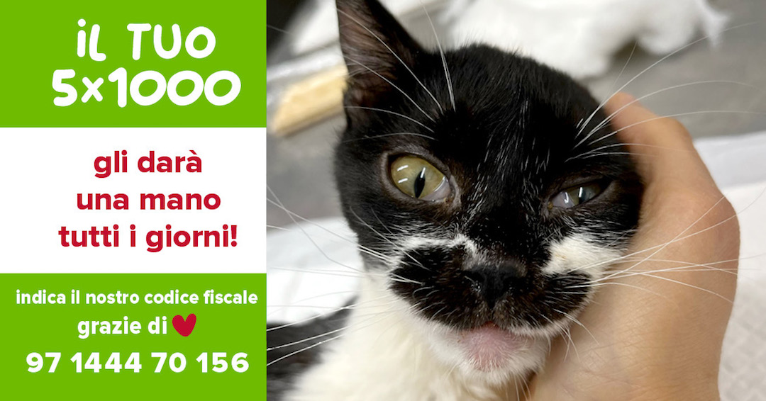 Dona il 5x1000 a Mondo Gatto